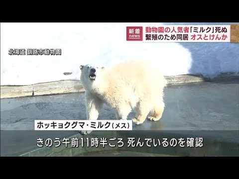 釧路の人気ホッキョクグマ死ぬ　繁殖で同居のオスとけんか(2023年3月2日)