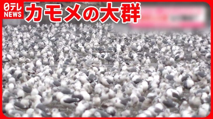 【カモメの大群】“白鳥の飛来地”に数千羽 漂着イワシを狙い？ 青森・平内町