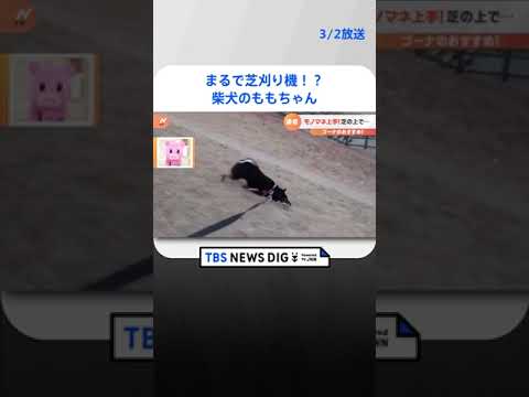 まるで芝刈り機！？モノマネが上手な柴犬のももちゃん　驚きの行動が話題｜TBS NEWS DIG#shorts