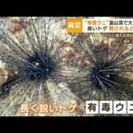 “有毒ウニ”富山湾で大量発生　“長く鋭いトゲ”刺さると激痛　冬にはいないはずが…(2023年3月3日)