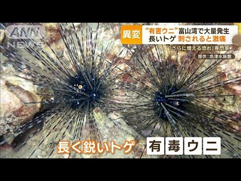 “有毒ウニ”富山湾で大量発生　“長く鋭いトゲ”刺さると激痛　冬にはいないはずが…(2023年3月3日)