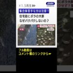 集合体苦手な方は注意！住宅街にボラの大群　なぜ同じ場所に？なぜパクパクしないの？ #Shorts