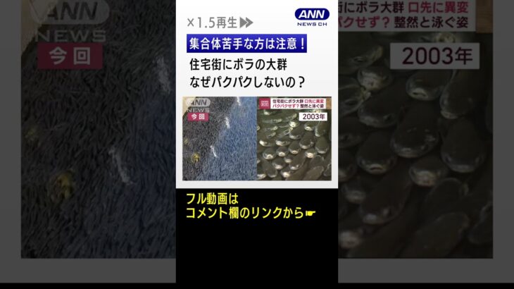 集合体苦手な方は注意！住宅街にボラの大群　なぜ同じ場所に？なぜパクパクしないの？ #Shorts