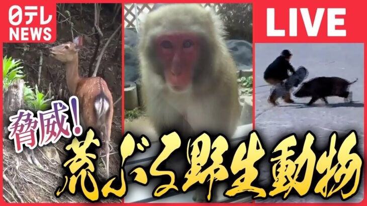 【ライブ】『荒ぶる野生動物ニュース』サルの”大群”20匹以上 ”我が物顔”で民家や道路に/スノーボーダーにイノシシ突撃 立て続けに2人に”攻撃”/住宅街に野生のシカなど（日テレNEWS LIVE）