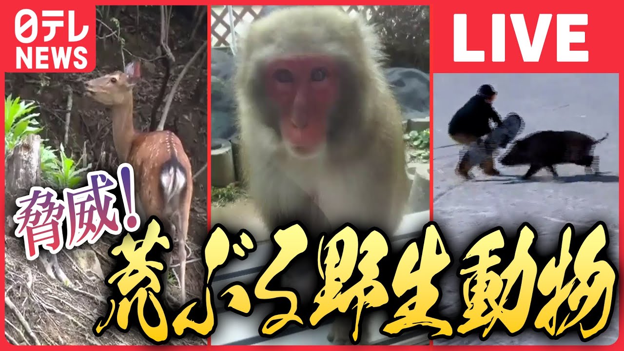 【ライブ】『荒ぶる野生動物ニュース』サルの”大群”20匹以上 ”我が物顔”で民家や道路に/スノーボーダーにイノシシ突撃 立て続けに2人に”攻撃”/住宅街に野生のシカなど（日テレNEWS LIVE）