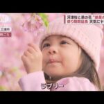 【絶景】河津桜と菜の花が競演～祭り期間延長 天気にヤキモキ(2023年3月3日)