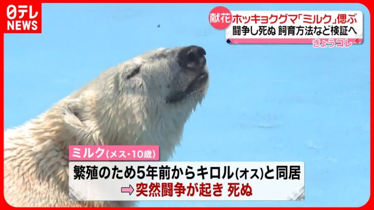 【ホッキョクグマ「ミルク」】死を悼み献花台 釧路市動物園