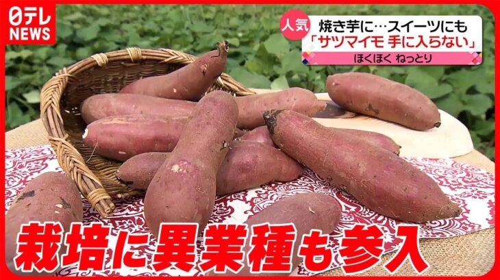 【人気のサツマイモ】焼き芋にスイーツ…“ブーム”で異業種から栽培に参入