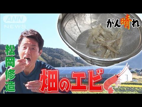 【松岡修造のみんながん晴れ】ビニルハウスでエビ養殖！？夫婦での挑戦(2023年3月4日)