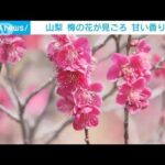 「春だなぁ」不老園の梅の花が見ごろ　山梨・甲府市(2023年3月4日)