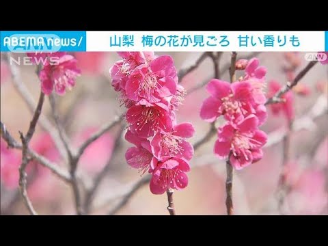 「春だなぁ」不老園の梅の花が見ごろ　山梨・甲府市(2023年3月4日)