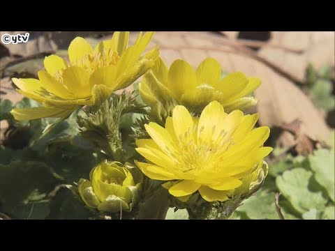光沢のある３センチ程の小さな花が一面を黄色に染める　春の訪れを告げる福寿草、見ごろは３月上旬ごろ