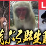 【ライブ】『荒ぶる野生動物ニュース』サルの”大群”20匹以上 ”我が物顔”で民家や道路に/スノーボーダーにイノシシ突撃 立て続けに2人に”攻撃”/住宅街に野生のシカなど（日テレNEWS LIVE）