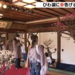 “樹齢４００年”の老木も　今年で７２回目「長浜盆梅展」　約９０の梅の盆栽が並ぶ（2023年3月5日）