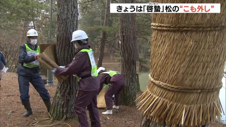 今日は冬ごもりの虫が動き始める『啓蟄』松のこも外しでは「暖かかった影響で少ない」（2023年3月6日）