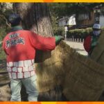 彦根城に春の訪れ　害虫から松の木を守るため冬の間巻かれる「こも」の取り外し