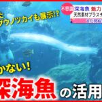 【深海魚】”食べる”だけじゃない!? 魅力と新たな活用法　宮城　NNNセレクション