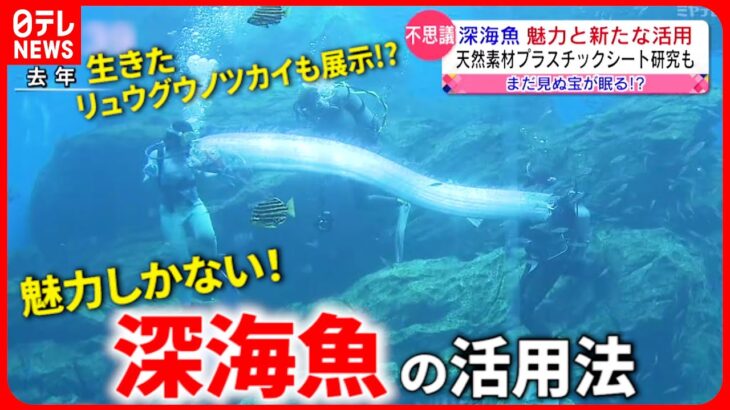 【深海魚】”食べる”だけじゃない!? 魅力と新たな活用法　宮城　NNNセレクション