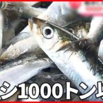 【イワシ】相次ぐ大量漂着も…鳥取では大豊漁　なぜ？