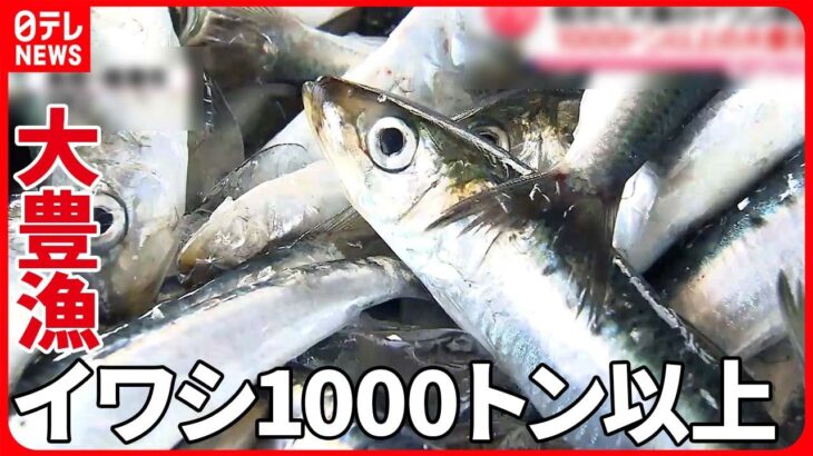 【イワシ】相次ぐ大量漂着も…鳥取では大豊漁　なぜ？
