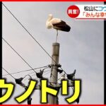 【見ると幸せに!?】特別天然記念物”コウノトリ”が松山に飛来　愛媛　NNNセレクション