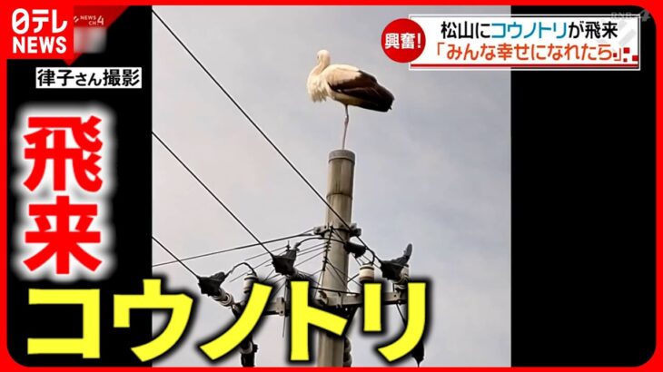 【見ると幸せに!?】特別天然記念物”コウノトリ”が松山に飛来　愛媛　NNNセレクション