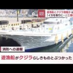 「船がクジラに乗っちゃった」遊漁船が三浦市沖で…6人けが(2023年3月7日)