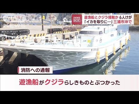 「船がクジラに乗っちゃった」遊漁船が三浦市沖で…6人けが(2023年3月7日)