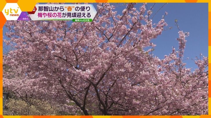 那智の滝や山を淡いピンクや白の花が覆う　早咲き桜や梅が見ごろに