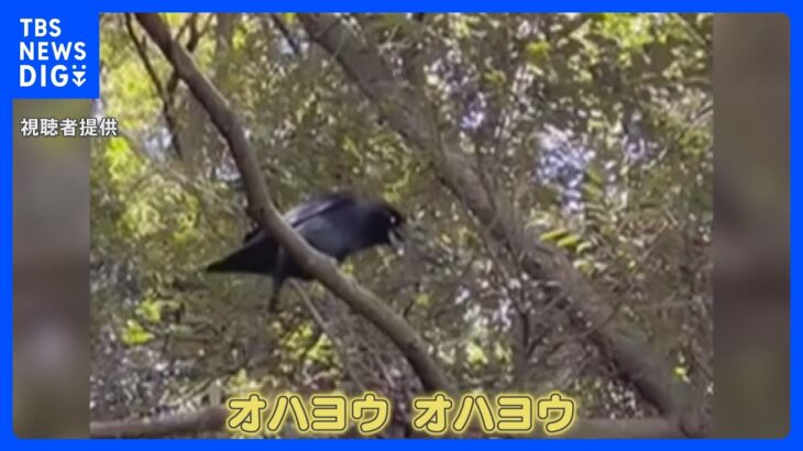 「オハヨウ、オハヨウ」カラスが喋った！？それは“神様の挨拶”かも…カメラが捉えた決定的瞬間｜TBS NEWS DIG