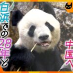 「たくさんの幸せをありがとう」日本一の長寿パンダ・永明、中国へ　深い絆で結ばれた飼育員との日々【かんさい情報ネット ten.特集/ノゾキミ】