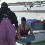 大阪湾のイカナゴ漁、実質４日間で打ち切り　漁獲量が振るわず、資源保護のため　播磨灘での漁は継続