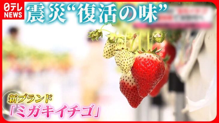 【挑戦】大津波で壊滅したイチゴの産地…受け継がれる“復活の味”