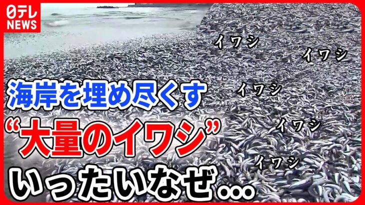 【バズニュースまとめ】大量のイワシが海岸に“漂着”　北海道・青森・新潟で相次ぐ /食堂に「黄金のナマズ」/ゲレンデに「イノシシ」出没…スノーボーダーに突進！（日テレNEWS LIVE）