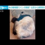 米動物園の“衰弱”パンダ　北京の飼育員が現地へ(2023年3月9日)