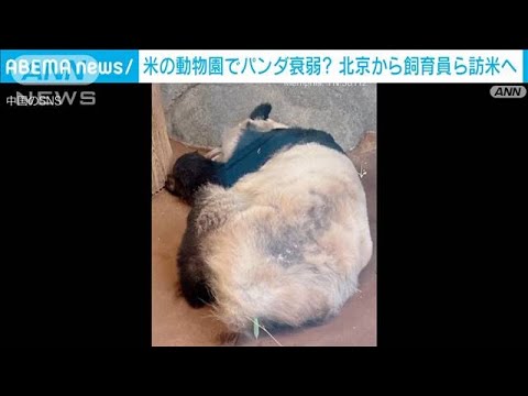 米動物園の“衰弱”パンダ　北京の飼育員が現地へ(2023年3月9日)