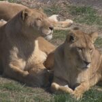 アドベンチャーワールドのライオン２頭がコロナ感染で死ぬ　動物園の動物への感染確認は国内初