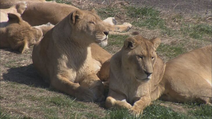 アドベンチャーワールドのライオン２頭がコロナ感染で死ぬ　動物園の動物への感染確認は国内初