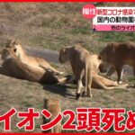 【国内の動物園初】飼育スタッフから感染か　ライオン2頭死ぬ　和歌山「アドベンチャーワールド」