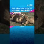 アドベンチャーワールドのライオン２頭がコロナ感染で死ぬ　動物園の動物への感染確認は国内初#shorts #読売テレビニュース