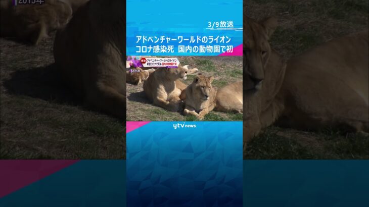 アドベンチャーワールドのライオン２頭がコロナ感染で死ぬ　動物園の動物への感染確認は国内初#shorts #読売テレビニュース