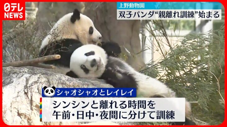 【上野動物園】双子パンダ “親離れ訓練”始まる