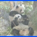 上野動物園の双子パンダ「シャオシャオ」と「レイレイ」 お母さんの「シンシン」と離れて暮らす準備開始｜TBS NEWS DIG