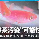 【カルタヘナ法】”赤く光る”メダカを不法育成 生態系汚染の可能性は？｜社会部 生田目剛記者