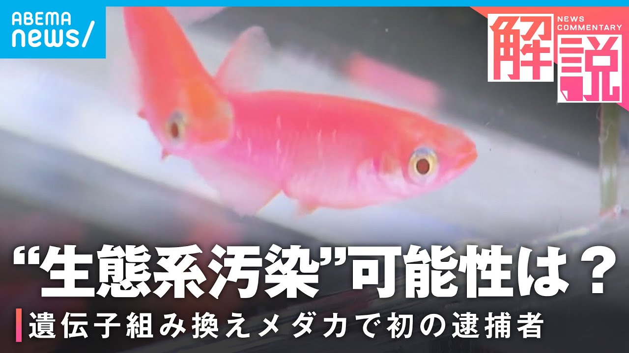 【カルタヘナ法】”赤く光る”メダカを不法育成 生態系汚染の可能性は？｜社会部 生田目剛記者