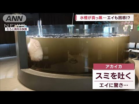 一瞬にして水槽が“真っ黒”…エイも困惑！？　お騒がせしてスミません(2023年3月10日)