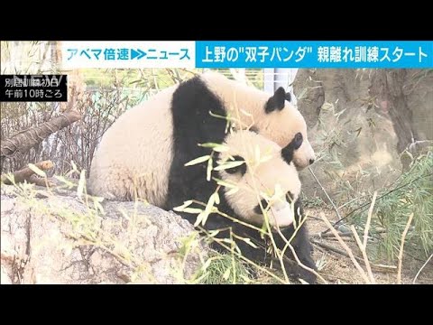 上野の双子パンダ　きょうから親離れ訓練スタート(2023年3月10日)