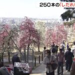 三室戸寺で「しだれ梅」が見ごろ　境内の梅園に２５０本　京都・宇治市（2023年3月11日）