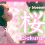 【 まもなく桜開花！？】日本全国 桜の映像総まとめ！さくらニュース2022/Cherry Blossoms in Japan 2022