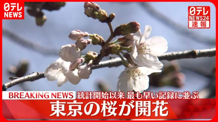 【速報】東京の桜が開花　統計開始以来最も早い記録、2020年と2021年に並ぶ